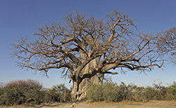 Baobab im Mahango Park